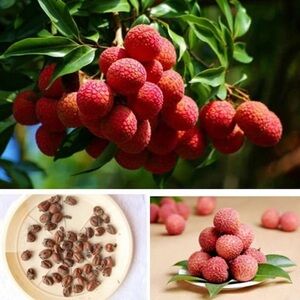 10 Pcs Lychee Tree Seeds Outdoor Fruit Tree Seeds for Home Garden Planting.